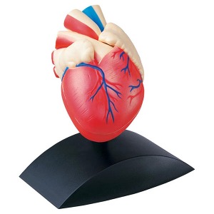 에듀토이즈 인체모형-심장(1:1사이즈)하바24