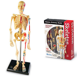 러닝리소스 인체탐험 인체 뼈 모형하바24