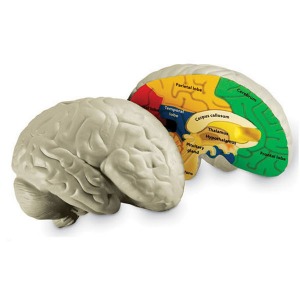 러닝리소스 인체 뇌 단면 모형하바24