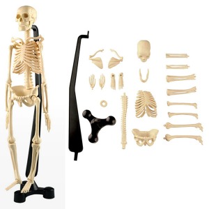 에듀토이즈 인체 뼈모형-과학교육 실습용(46cm)하바24